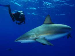 Avalon Cuban Diving Centers