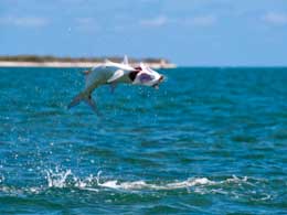 Avalon Cuban Fishing Centers